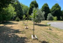 Alberi per la pianura veneta, anche a Vicenza torna l’iniziativa green della Regione alberi pianura veneta