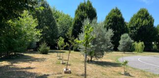 Alberi per la pianura veneta, anche a Vicenza torna l’iniziativa green della Regione alberi pianura veneta