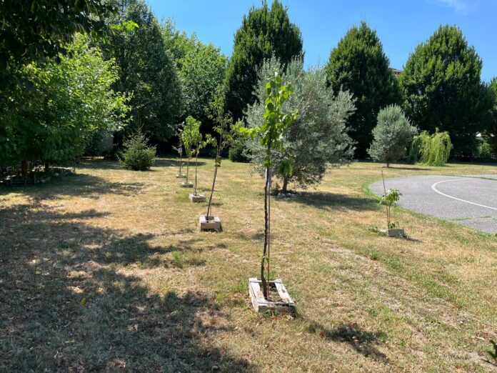 Alberi per la pianura veneta alberi pianura veneta