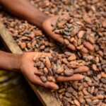Alimenti, Icam presenta bilancio di sostenibilità 2025: la filiera del cacao che crea valore