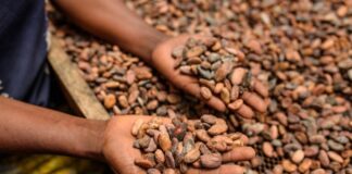 Alimenti, Icam presenta bilancio di sostenibilità 2025: la filiera del cacao che crea valore
