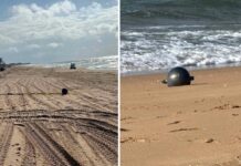 Australia, il mistero delle ‘palle spaziali’ in spiaggia: possono essere tossiche