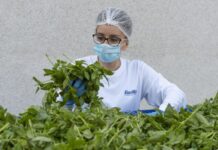 Barilla, 650mila analisi l’anno, 250 professionisti per sicurezza: la filiera del basilico dal campo al vasetto pesto