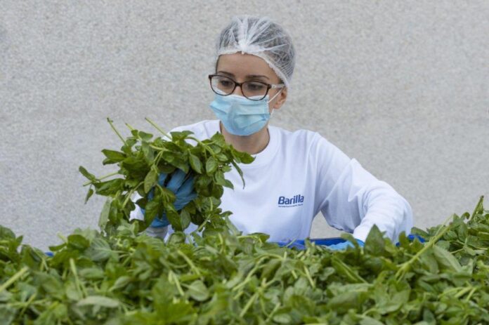 Barilla, 650mila analisi l’anno, 250 professionisti per sicurezza: la filiera del basilico dal campo al vasetto pesto