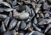 Caldo fa strage di molluschi nel delta del Po, moria di cozze e vongole