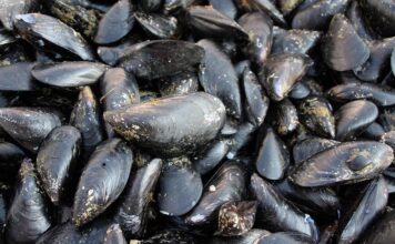 Caldo fa strage di molluschi nel delta del Po, moria di cozze e vongole