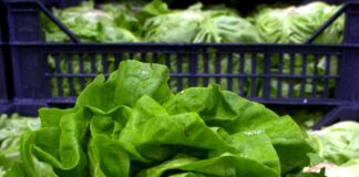 Epidemia di ciclosporiasi negli Usa, “infezioni causate da lattuga servita da Taco Bell”
