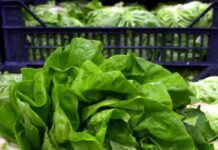 Giallo sull’epidemia di ciclosporiasi negli Usa, Fda: “Test su lattuga falso positivo”