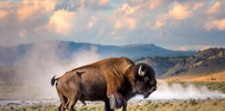 Il bisonte carica e fa volare il turista, l’attacco choc a Yellowstone