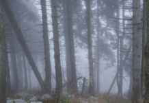 “Forest – Il futuro ha radici antiche”: a Marano Vicentino una serata tra cinema, ambiente e sostenibilità Forest – Il futuro ha radici antiche