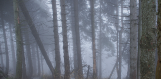 “Forest – Il futuro ha radici antiche”: a Marano Vicentino una serata tra cinema, ambiente e sostenibilità Forest – Il futuro ha radici antiche