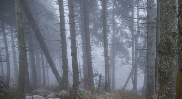 “Forest – Il futuro ha radici antiche”: a Marano Vicentino una serata tra cinema, ambiente e sostenibilità Forest – Il futuro ha radici antiche
