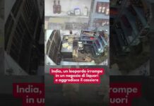India, un leopardo irrompe in un negozio di liquori e aggredisce il cassiere