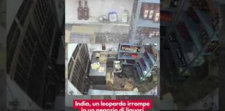 India, un leopardo irrompe in un negozio di liquori e aggredisce il cassiere