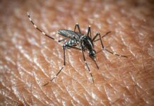 L’Oms lancia l’allarme, il virus West Nile cresce in Europa, 21 casi in Italia