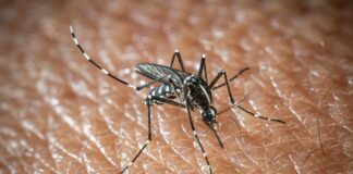 L’Oms lancia l’allarme, il virus West Nile cresce in Europa, 21 casi in Italia