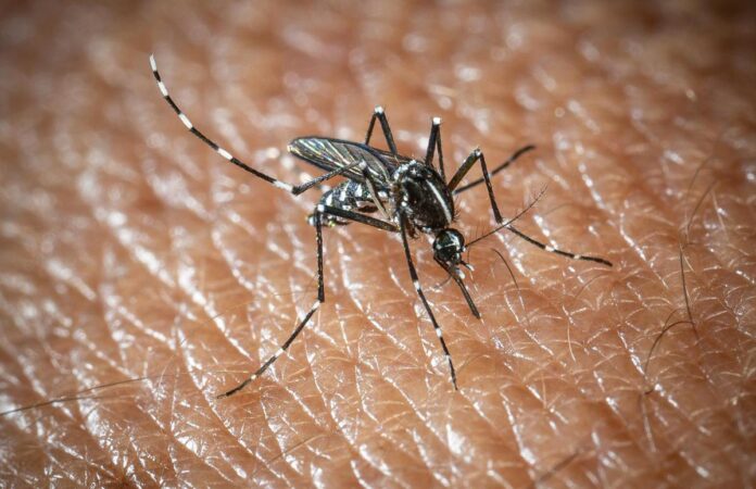 L’Oms lancia l’allarme, il virus West Nile cresce in Europa, 21 casi in Italia