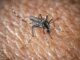L’Oms lancia l’allarme, il virus West Nile cresce in Europa, 21 casi in Italia