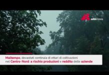 Maltempo devasta ettari di coltivazioni nel Centro-Nord