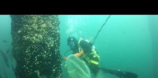 Marina di Ravenna, torna la Festa della Cozza Selvaggia tra mare, biodiversità e tradizioni