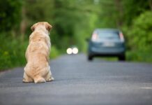 Ogni anno 130mila animali abbandonati, al via campagna Miav-Mutua Italiana Assistenza Veterinaria
