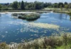 European Garden Award, primo premio per il Parco della Pace di Vicenza Parco della Pace di Vicenza