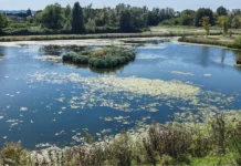 European Garden Award, primo premio per il Parco della Pace di Vicenza Parco della Pace di Vicenza