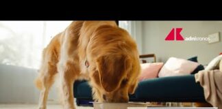 Pet food, previsto boom nel 2034: crescita 48% e 200 miliardi – Video