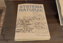 Otto pittori e otto poeti: a Vicenza arriva “Systema Naturae”, l’arte dialoga con la parola a Palazzo Cordellina Systema Naturae