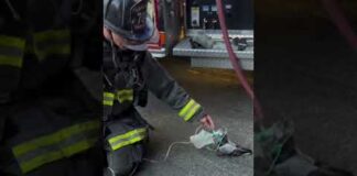 Un piccione con la maschera per l’ossigeno, il soccorso dei Vigili del Fuoco di Oakland