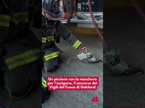 Un piccione con la maschera per l’ossigeno, il soccorso dei Vigili del Fuoco di Oakland