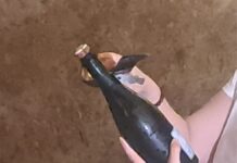 Vino: in Champagne vendemmia 2026 la più anticipata di sempre, sfida cambiamenti climatici e mercati