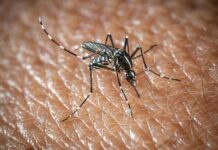 West Nile a Oristano, morta un’altra persona: è la quarta vittima del virus nella provincia