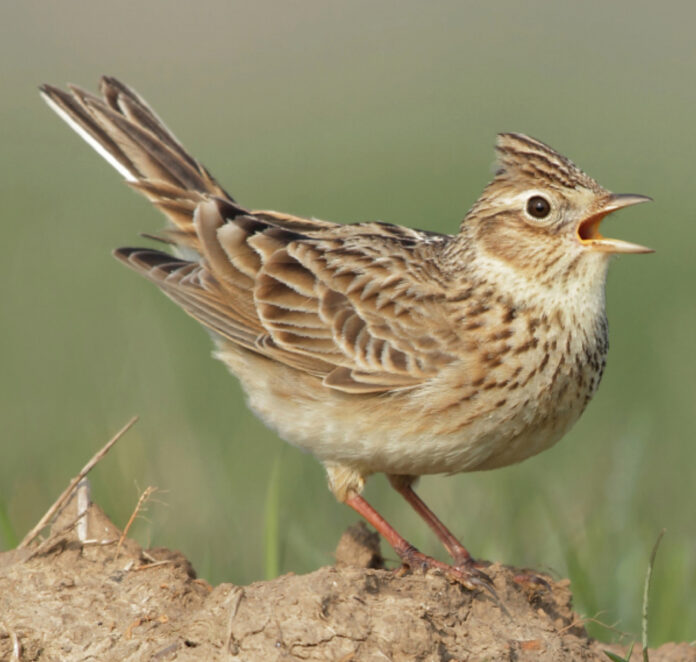 allodola Caccia Veneto