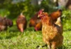 Uova contaminate da Pfas nel Vicentino, Guarda (Avs) interroga l’UE. Tutto tace sulla segnalazione di Zaramella gallina pfas uova vicentino vicenza carpeneda