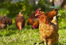 Uova contaminate da Pfas nel Vicentino, Guarda (Avs) interroga l’UE. Tutto tace sulla segnalazione di Zaramella gallina pfas uova vicentino vicenza carpeneda