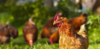 Uova contaminate da Pfas nel Vicentino, Guarda (Avs) interroga l’UE. Tutto tace sulla segnalazione di Zaramella gallina pfas uova vicentino vicenza carpeneda