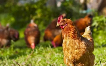 Uova contaminate da Pfas nel Vicentino, Guarda (Avs) interroga l’UE. Tutto tace sulla segnalazione di Zaramella gallina pfas uova vicentino vicenza carpeneda