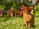 Uova contaminate da Pfas nel Vicentino, Guarda (Avs) interroga l’UE. Tutto tace sulla segnalazione di Zaramella gallina pfas uova vicentino vicenza carpeneda