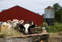 Pafs in Veneto, La Regione “Diminuiti i valori nei prodotti animali”, ma mancano quelli agricoli. Restano i dubbi sulla comunicazione dei risultati pfas veneto