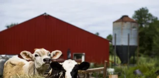 Pafs in Veneto, La Regione “Diminuiti i valori nei prodotti animali”, ma mancano quelli agricoli. Restano i dubbi sulla comunicazione dei risultati pfas veneto