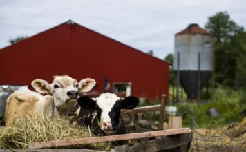 Pafs in Veneto, La Regione “Diminuiti i valori nei prodotti animali”, ma mancano quelli agricoli. Restano i dubbi sulla comunicazione dei risultati pfas veneto