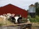Pafs in Veneto, La Regione “Diminuiti i valori nei prodotti animali”, ma mancano quelli agricoli. Restano i dubbi sulla comunicazione dei risultati pfas veneto