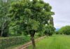 Verde per salvarci dal caldo torrido, i cittadini possono chiedere fino a 10 alberi gratuitamente. Rabito: “Investire nella qualità di vita di domani” alberi in pianura