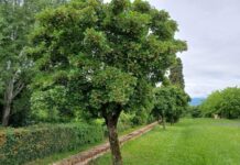 Verde per salvarci dal caldo torrido, i cittadini possono chiedere fino a 10 alberi gratuitamente. Rabito: “Investire nella qualità di vita di domani” alberi in pianura