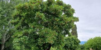 Verde per salvarci dal caldo torrido, i cittadini possono chiedere fino a 10 alberi gratuitamente. Rabito: “Investire nella qualità di vita di domani” alberi in pianura