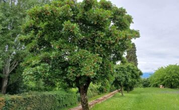 Verde per salvarci dal caldo torrido, i cittadini possono chiedere fino a 10 alberi gratuitamente. Rabito: “Investire nella qualità di vita di domani” alberi in pianura
