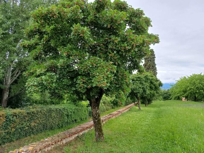 alberi in pianura alberi in pianura