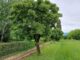 Verde per salvarci dal caldo torrido, i cittadini possono chiedere fino a 10 alberi gratuitamente. Rabito: “Investire nella qualità di vita di domani” alberi in pianura