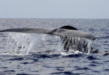 Balena di 200 anni in Groenlandia: “È nata prima della guerra civile americana”